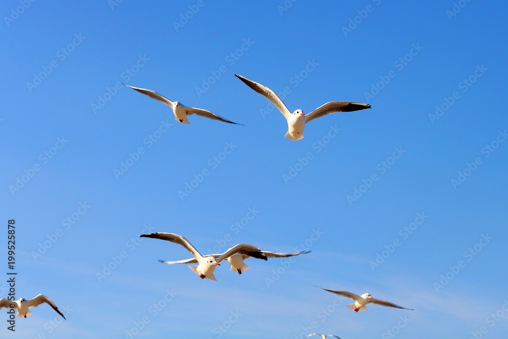 Flock of seagull gull birds flying hovering swooping in sky on a sunny clear blue day Flock of seagull gull birds flying hovering swooping in sky on a sunny clear blue day