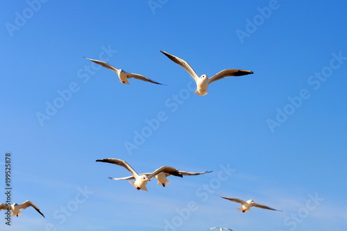 Flock of seagull gull birds flying hovering swooping in sky on a sunny clear blue day