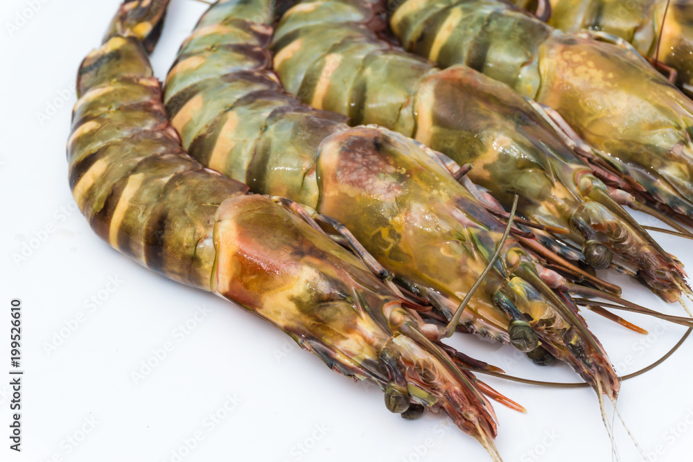 Fresh raw tiger prawn shrimp isolated on white Fresh raw tiger prawn shrimp isolated on white