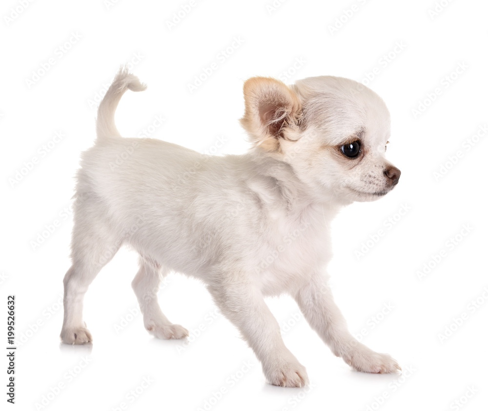 puppy chihuahua in studio puppy chihuahua in studio