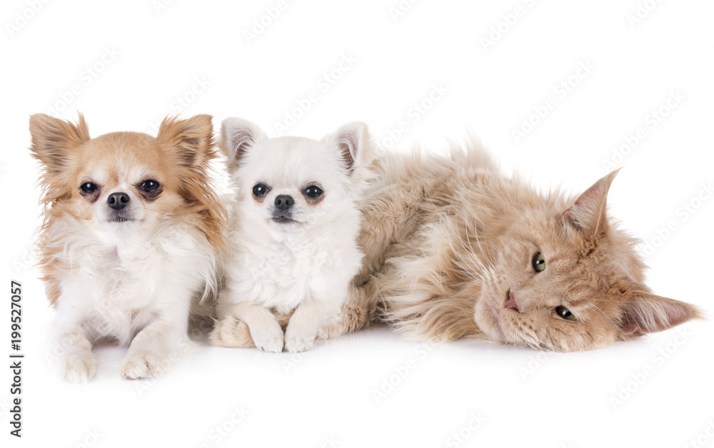 maine coon cat and chihuahua maine coon cat and chihuahua