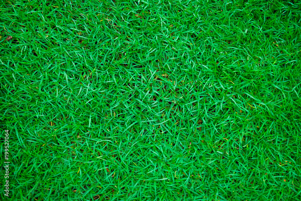 Green fresh nature grass texture Green fresh nature grass texture