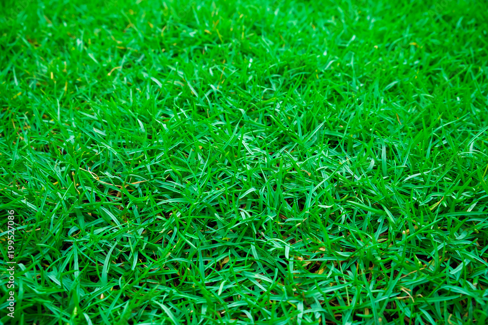 Green fresh nature grass texture Green fresh nature grass texture