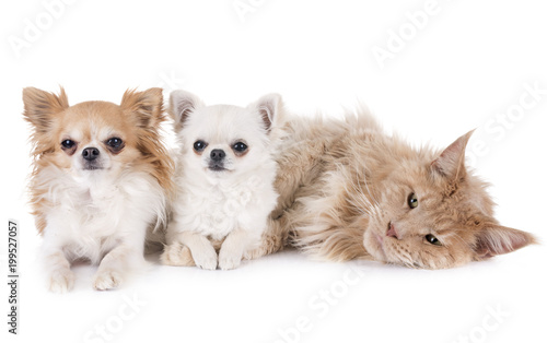 maine coon cat and chihuahua