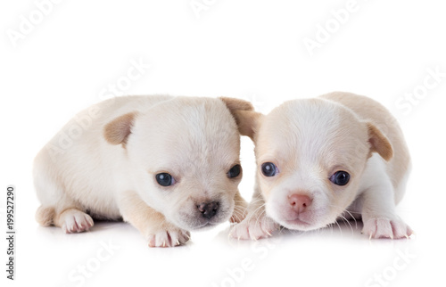 puppies chihuahua in studio