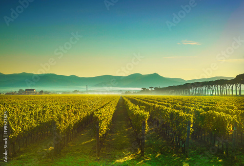 Bolgheri and Castagneto vineyards sunrise backlight. Maremma Tuscany, Italy