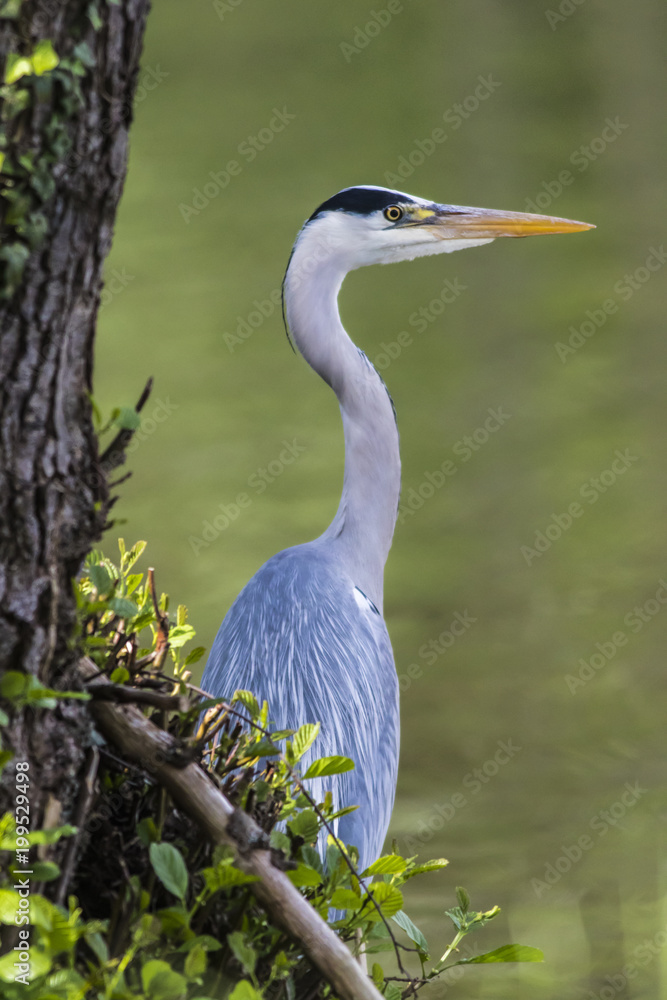 Fototapeta premium Graureiher (Ardea cinerea)