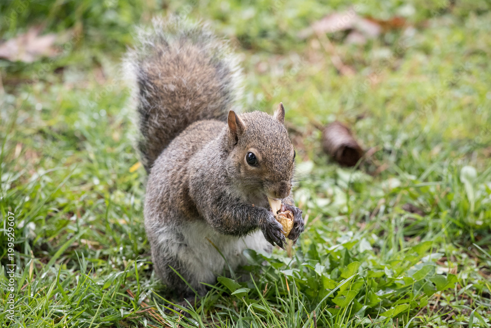 scoiattolo grigio (Sciurus carolinensis) scoiattolo grigio (Sciurus carolinensis)