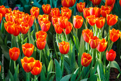 Colorful of Floral blossom consist of Tulip  orchid  Lilly  cyclamen and others