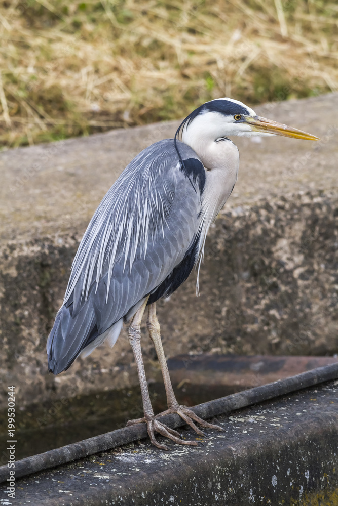 Fototapeta premium Graureiher (Ardea cinerea)