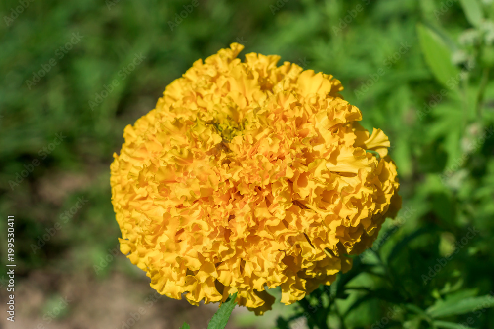 close up of yellow blooming marigold flower in the garden close up of yellow blooming marigold flower in the garden