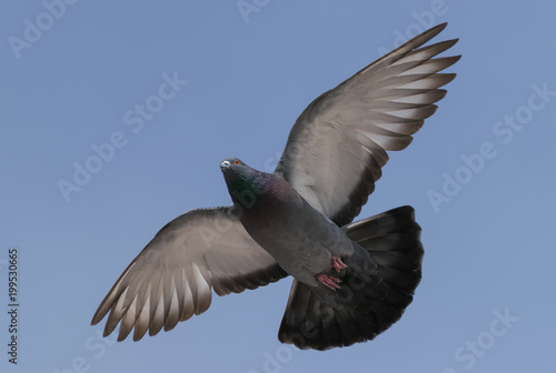 Flying pigeon on blue sky background
