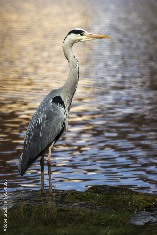 Graureiher (Ardea cinerea) Graureiher (Ardea cinerea)