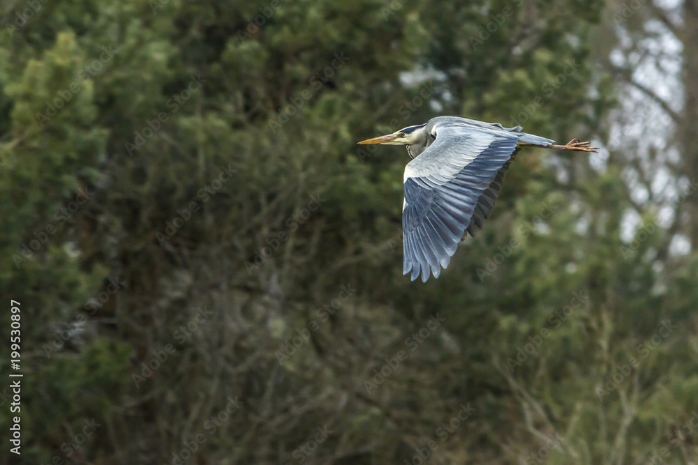 Fototapeta premium Graureiher (Ardea cinerea)