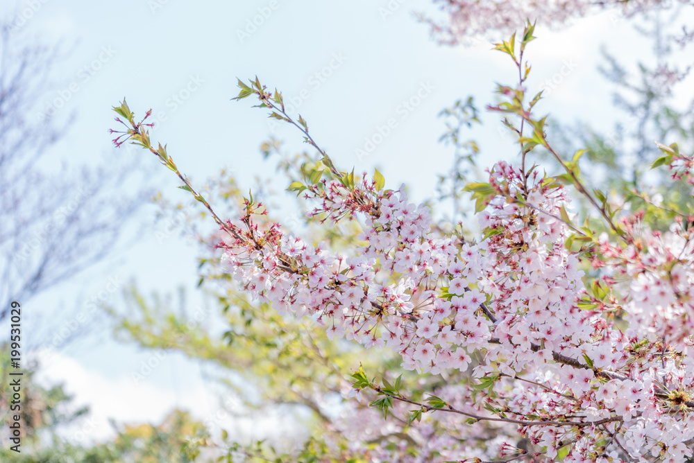 桜の花と青空