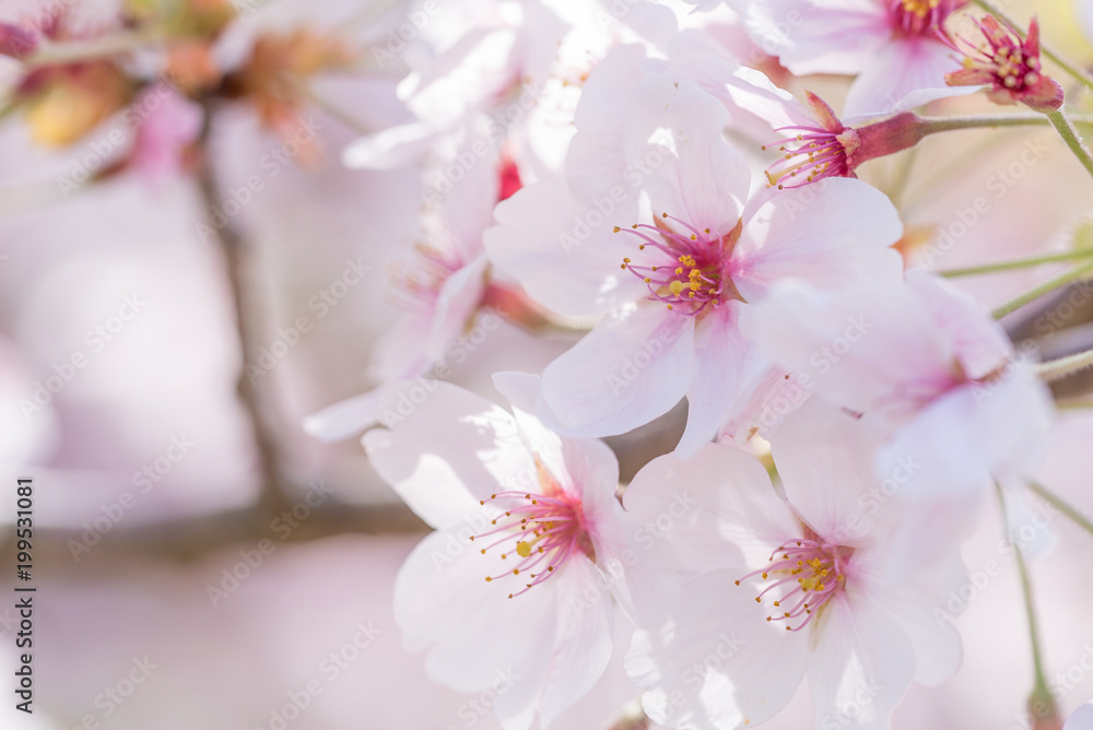 桜の花（マクロ）