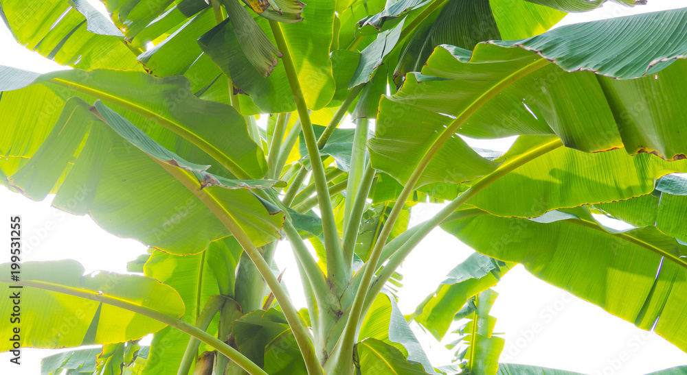 Fototapeta premium banana leaf. green leave. Green leaf background. Abstract background