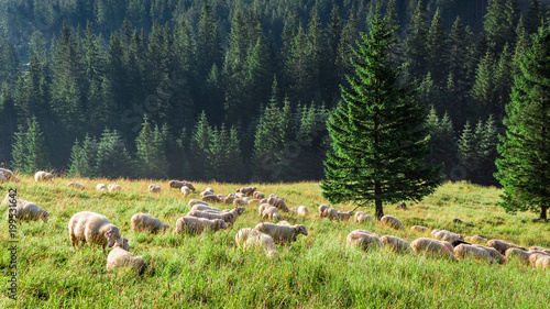 Big flock of sheep grazing in green valley, Tatras, Poland