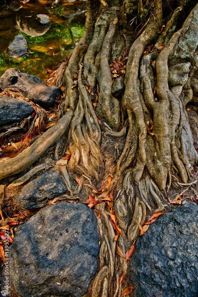 root, nature root at jungle, forest, big tree, plant at amazon root, nature root at jungle, forest, big tree, plant at amazon