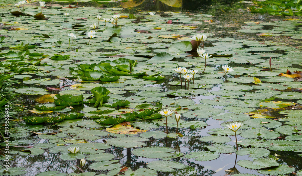 beautiful lotus flower in pond. droplet water on lotus. pink white color beautiful lotus flower in pond. droplet water on lotus. pink white color