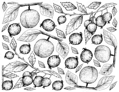 Hand Drawn Background of Apricote and European Nettle Tree Fruits photo