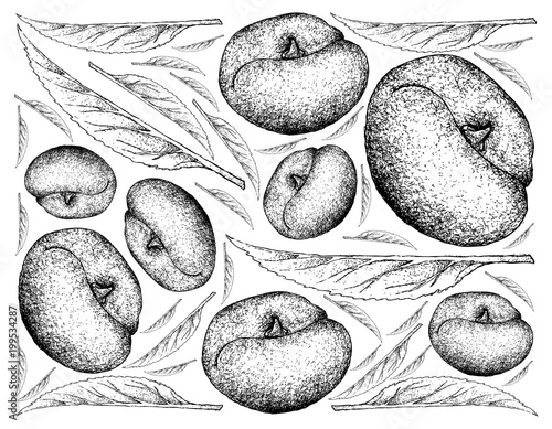 Hand Drawn Background of Angel Peach Fruits photo