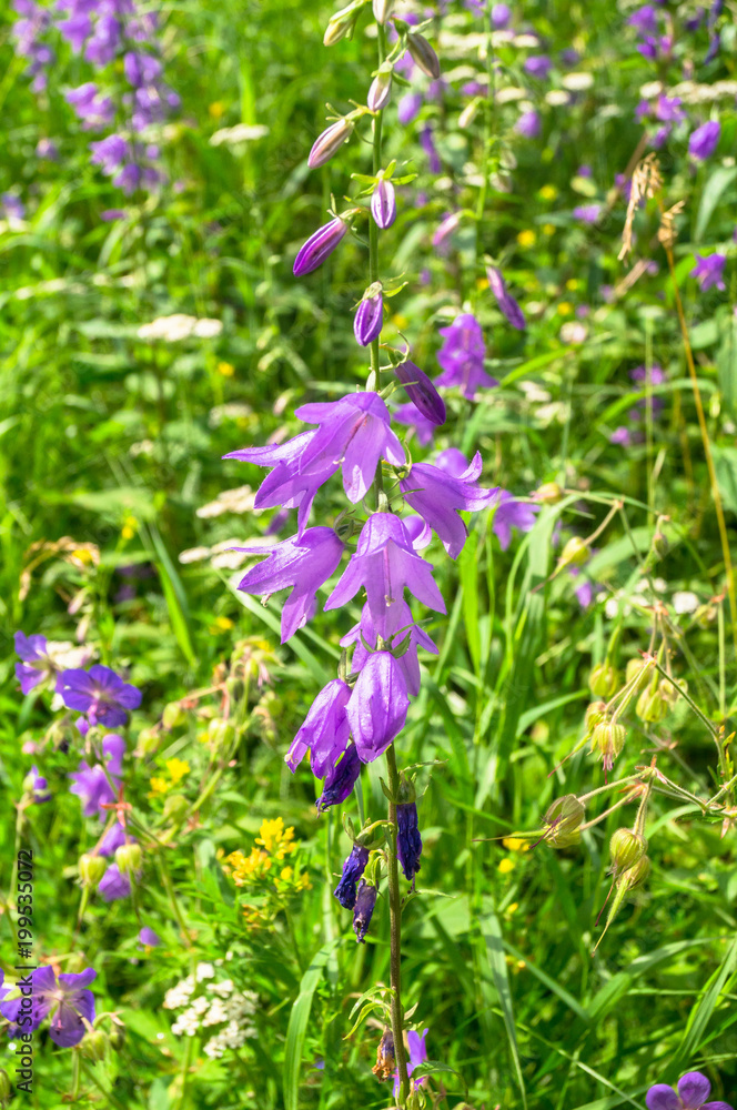 Bright lilac flowers of giant bellflower or Campanula latifolia under sunlight on blurred background. Bright lilac flowers of giant bellflower or Campanula latifolia under sunlight on blurred background.