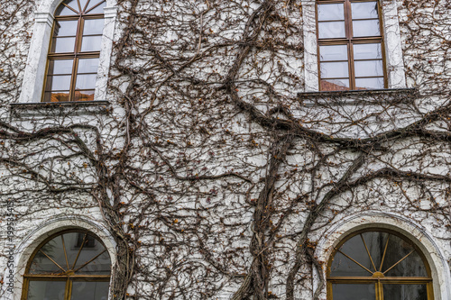 The walls of the old house are covered with vines