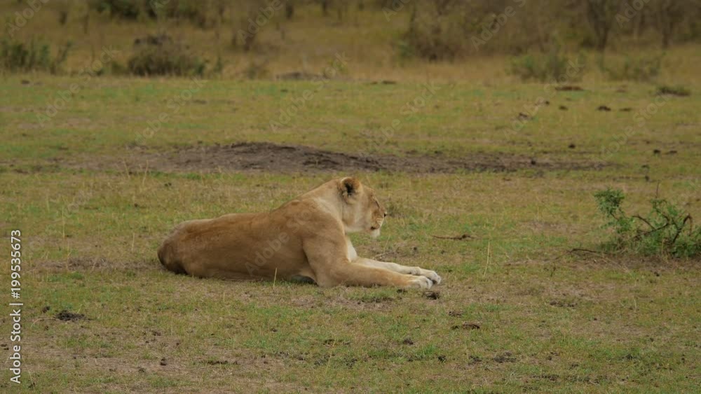 Female lion resting in grass Female lion resting in grass