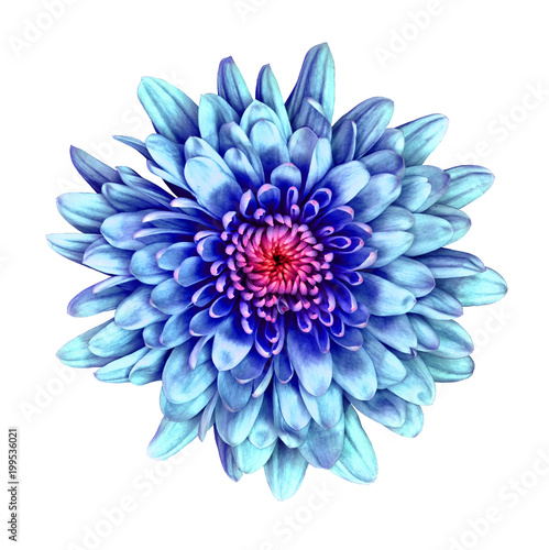 Flower blue  Chrysanthemum  with a pink shade inside   isolated on white background. Flower bud close up.  Element of design.