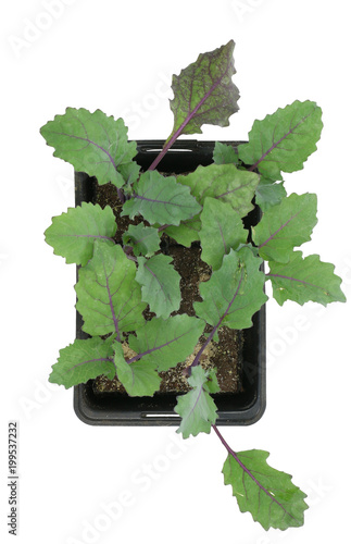 Kohlrabi (Brassica oleracea var gongylodes) seedling isolated on white