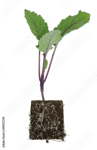 Kohlrabi (Brassica oleracea var gongylodes) seedling isolated on white