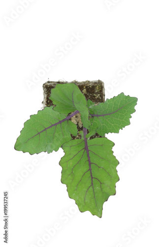 Kohlrabi (Brassica oleracea var gongylodes) seedling isolated on white