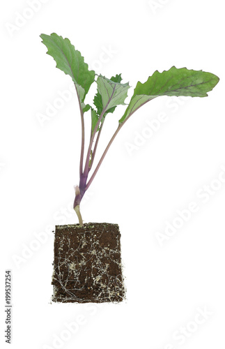 Kohlrabi (Brassica oleracea var gongylodes) seedling isolated on white