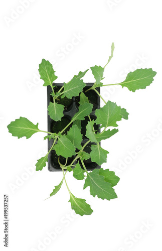 Kohlrabi (Brassica oleracea var gongylodes) seedling isolated on white