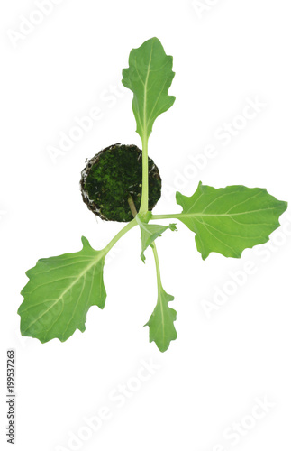 Kohlrabi (Brassica oleracea var gongylodes) seedling isolated on white
