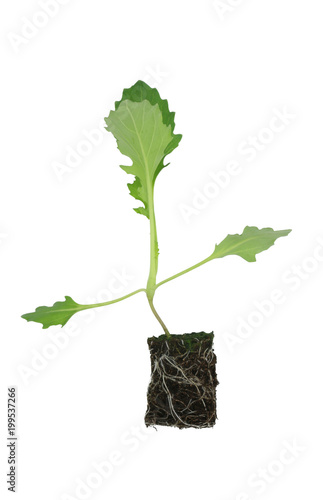 Kohlrabi (Brassica oleracea var gongylodes) seedling isolated on white