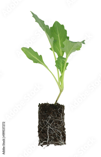 Kohlrabi (Brassica oleracea var gongylodes) seedling isolated on white