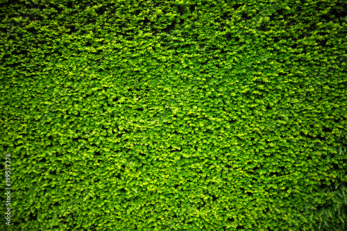 Green plant Leaves on wall