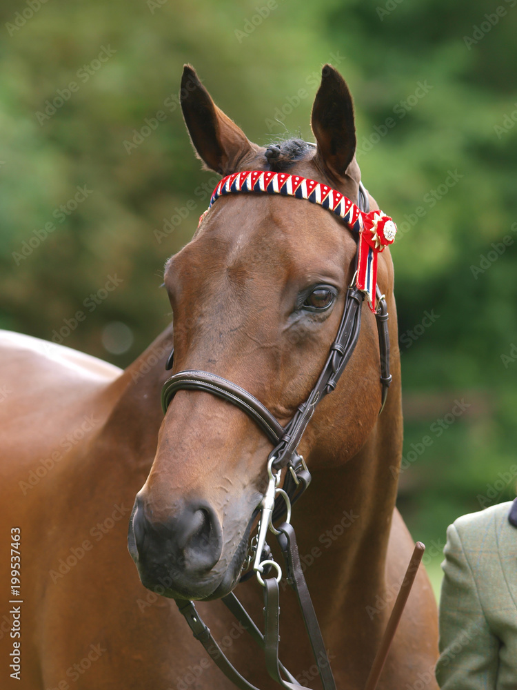 Fototapeta premium Horse in the Show Ring