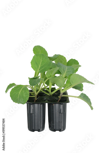 Kohlrabi (Brassica oleracea var gongylodes) seedling isolated on white