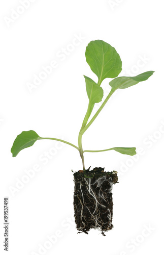 Kohlrabi (Brassica oleracea var gongylodes) seedling isolated on white