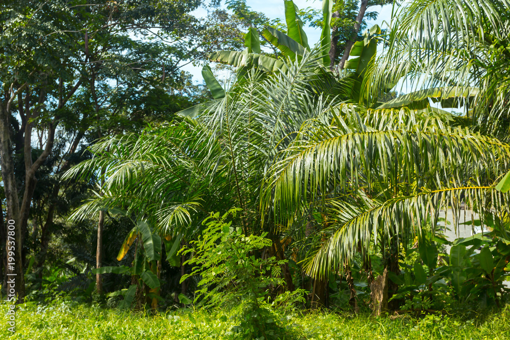 Obraz premium Tropical forest, trees