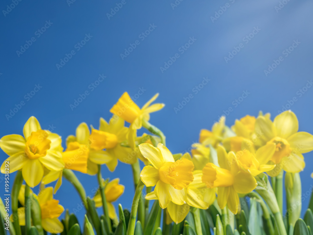 Obraz premium Bunch of fresh daffodils