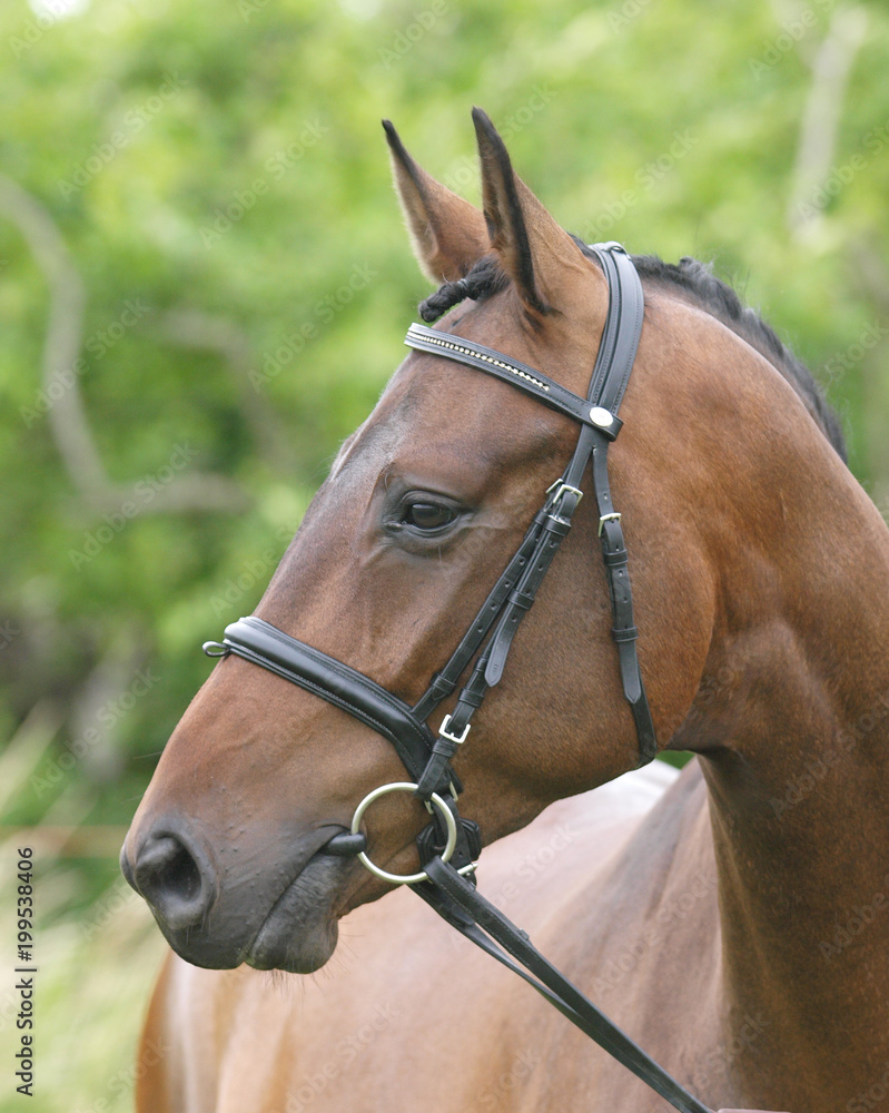 Obraz premium Head Shot of Horse in the Show Ring