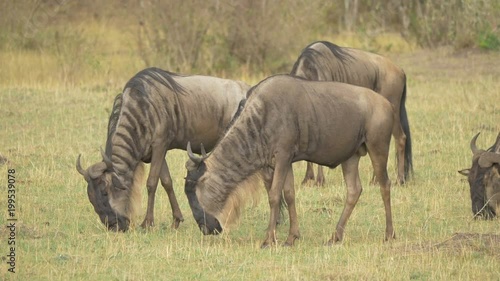 Gnus grazing photo