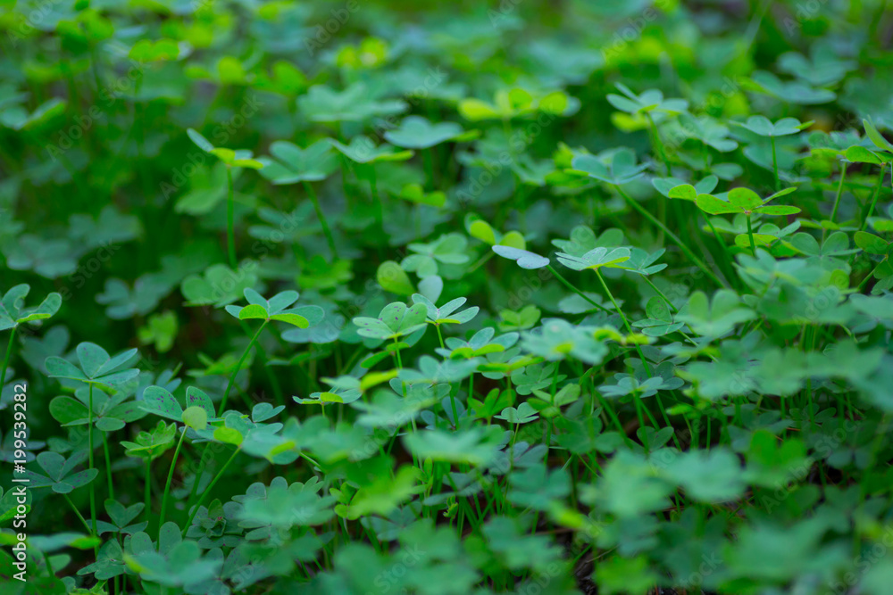 Obraz premium Treboles