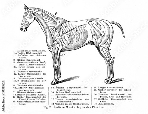 Fototapeta Naklejka Na Ścianę i Meble -  Horse's superficial muscles (from Meyers Lexikon, 1896, 13/770/771)
