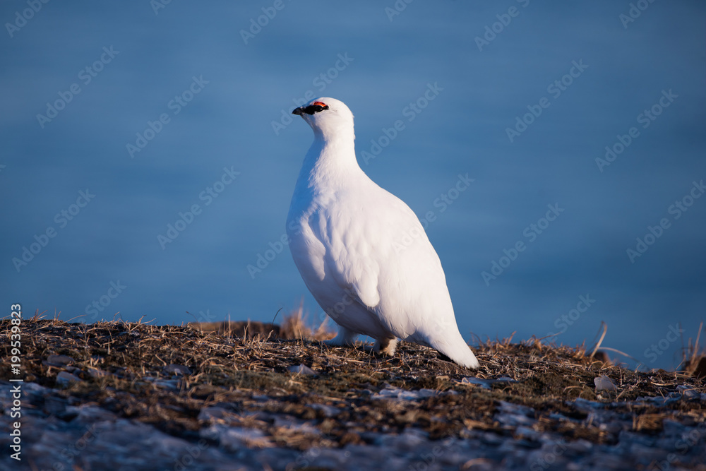 Fototapeta premium close-up of a white polar partridge on a sunny winter day in the Svalbard archipelago, Arctic birds