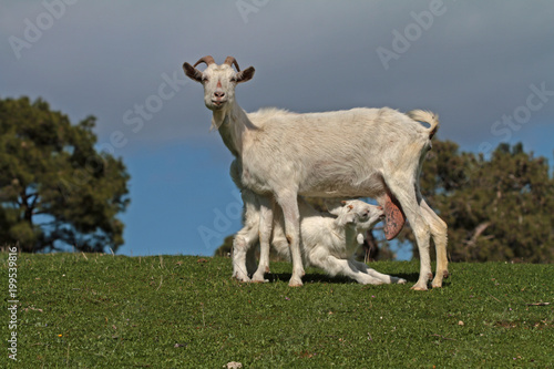 Annesinden süt emen keçi yavrusu  © mylasa